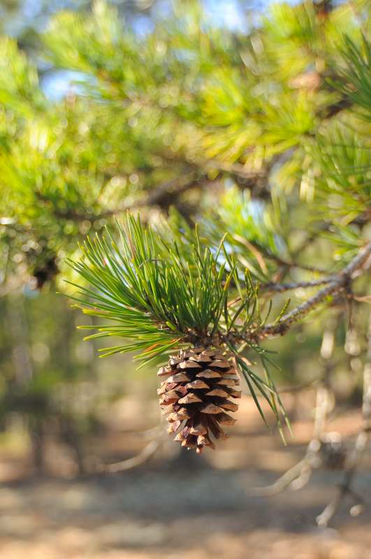 virginia pine virginia pine